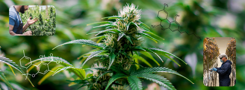 Understanding Cannabinoids: How Nature’s Compounds Power Kind+Life Products