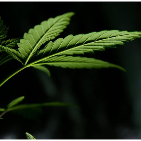 THC versus THCV? They only share three letters but are fundamentally different.