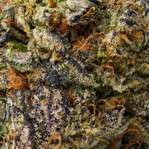 Close-up of Gary Payton THCa flower showing trichomes, purple leaves and orange pistils
